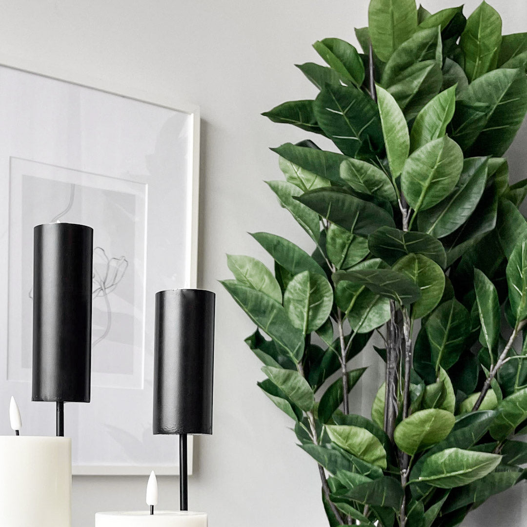 Mr. Plant Fikus Robusta 180 cm