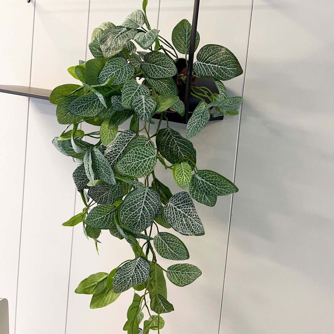 Kunstig Fittonia-plante som henger ned fra en sort hylle mot lys vegg.