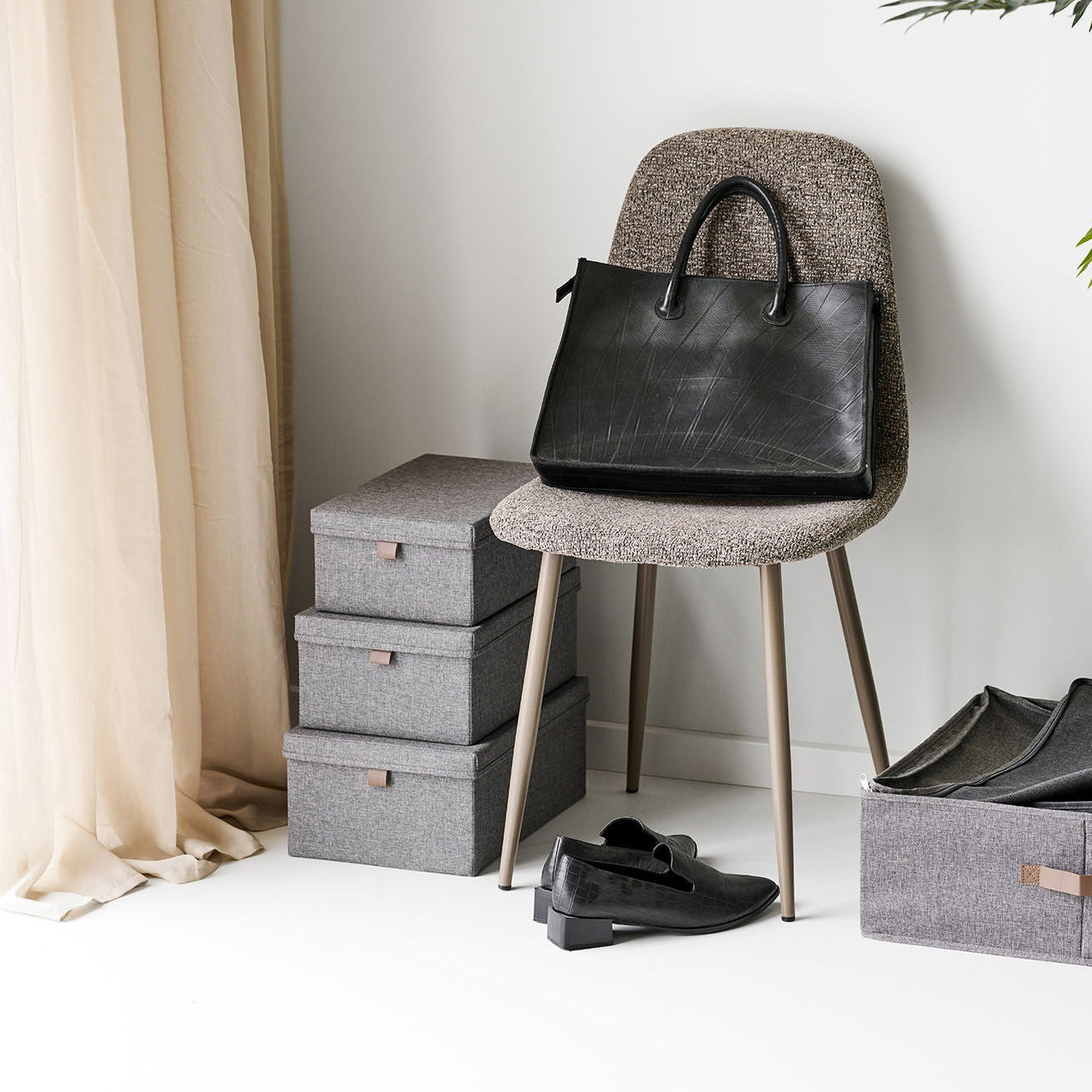 Noto bokser stylet ved stol og plante