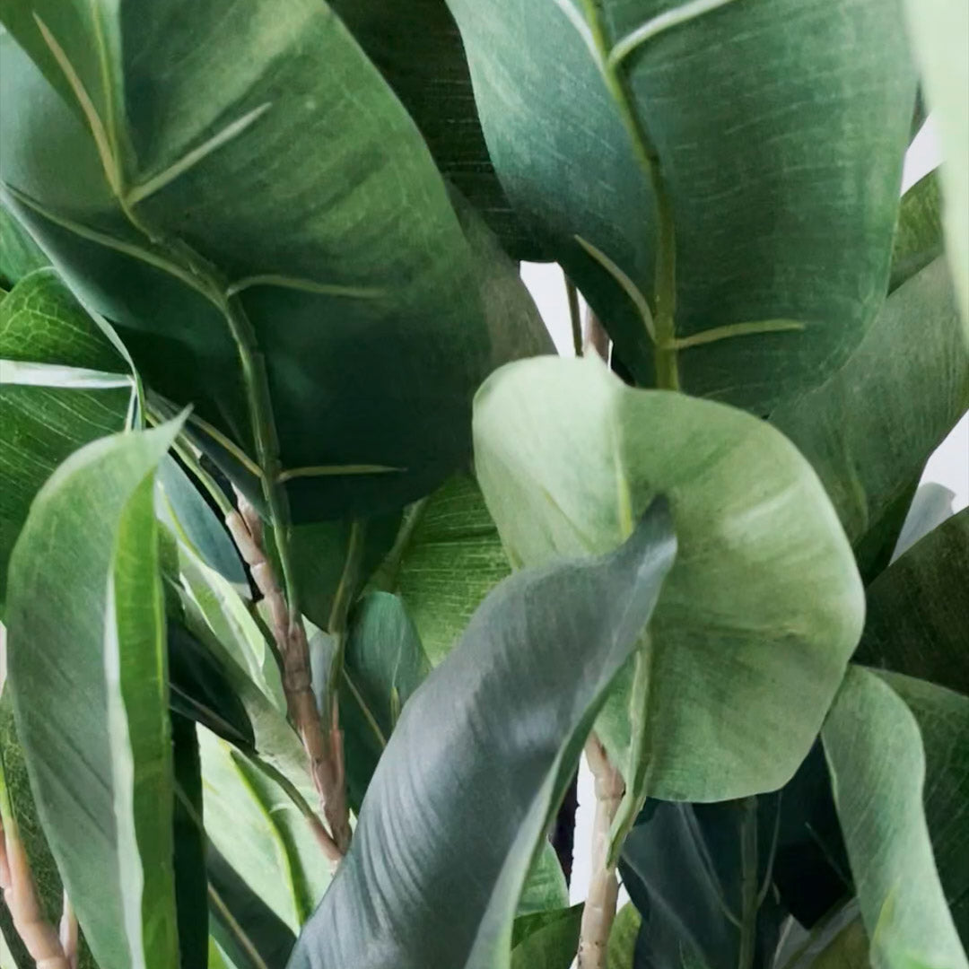 Mr. Plant Fikus Robusta 180 cm