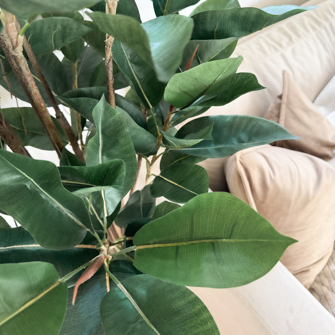 Mr. Plant Fikus Robusta 180 cm