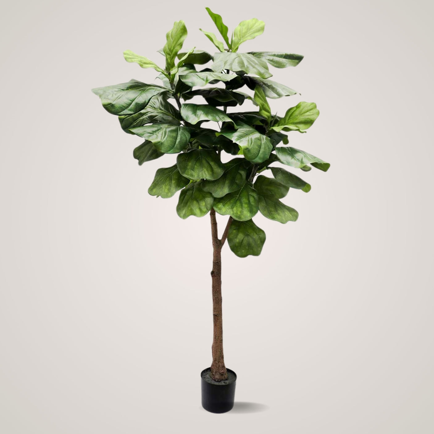 Mr. Plant Fiolfikus 180 cm