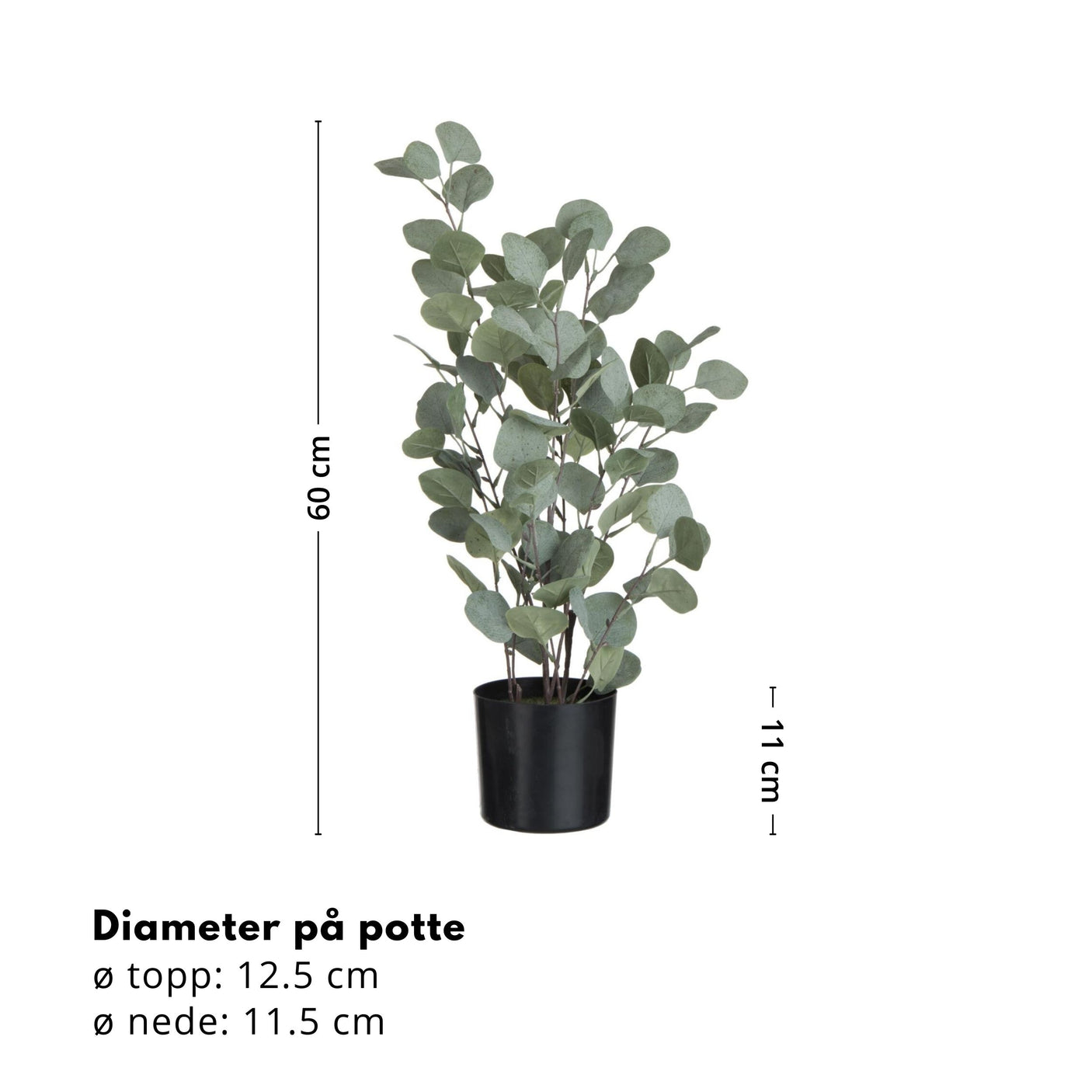 Eukalyptus potteplante 60 cm