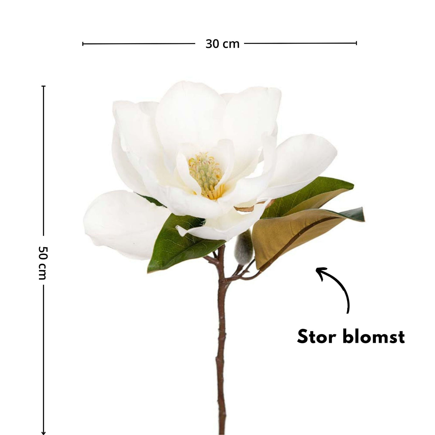 Mr. Plant Magnolia 50 cm