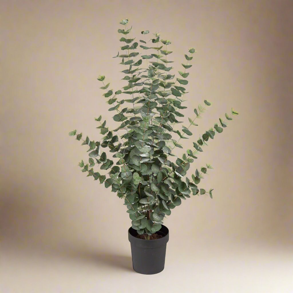 Naturtro eucalyptusplante i grønn farge til stue og entré