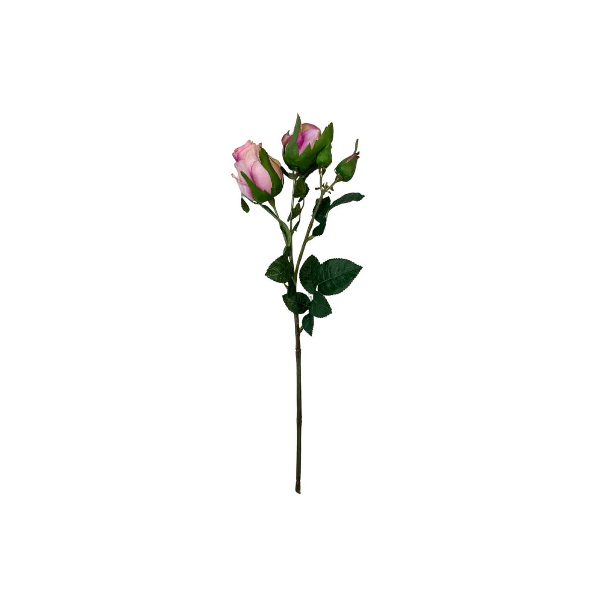 Mr. plant rose rosa - Lindas Dekor