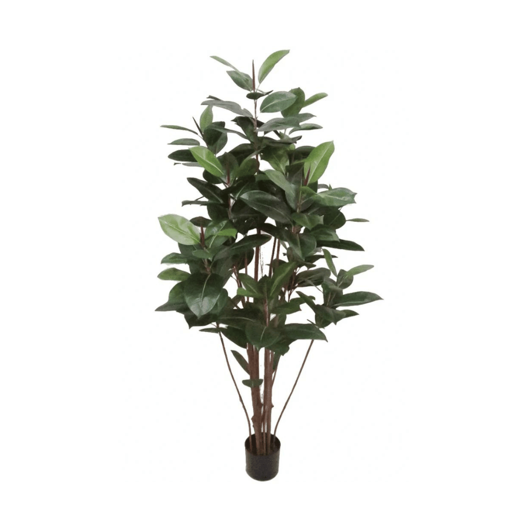 Mr. Plant Fikus Robusta 180 cm