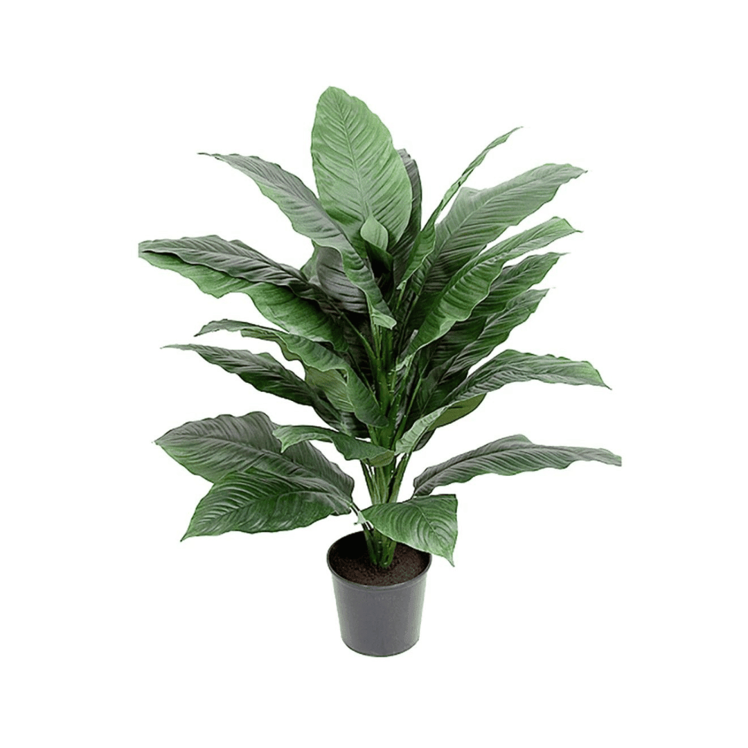 Mr. Plant Spathiphyllum 105 cm - Lindas Dekor