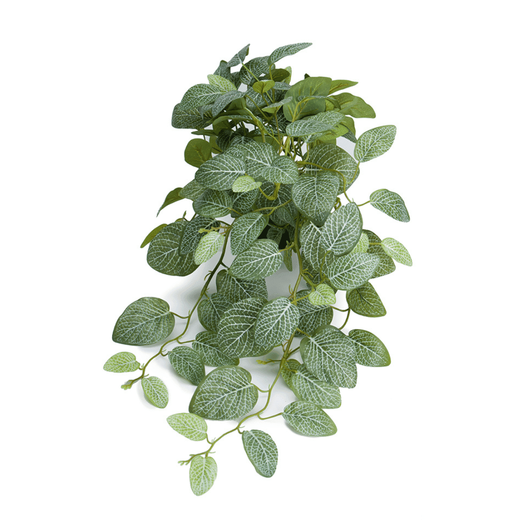Kunstig Fittonia-plante med grønne blader og hvite årer mot hvit bakgrunn.