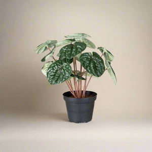 Mr. Plant Peperomia, 20 cm