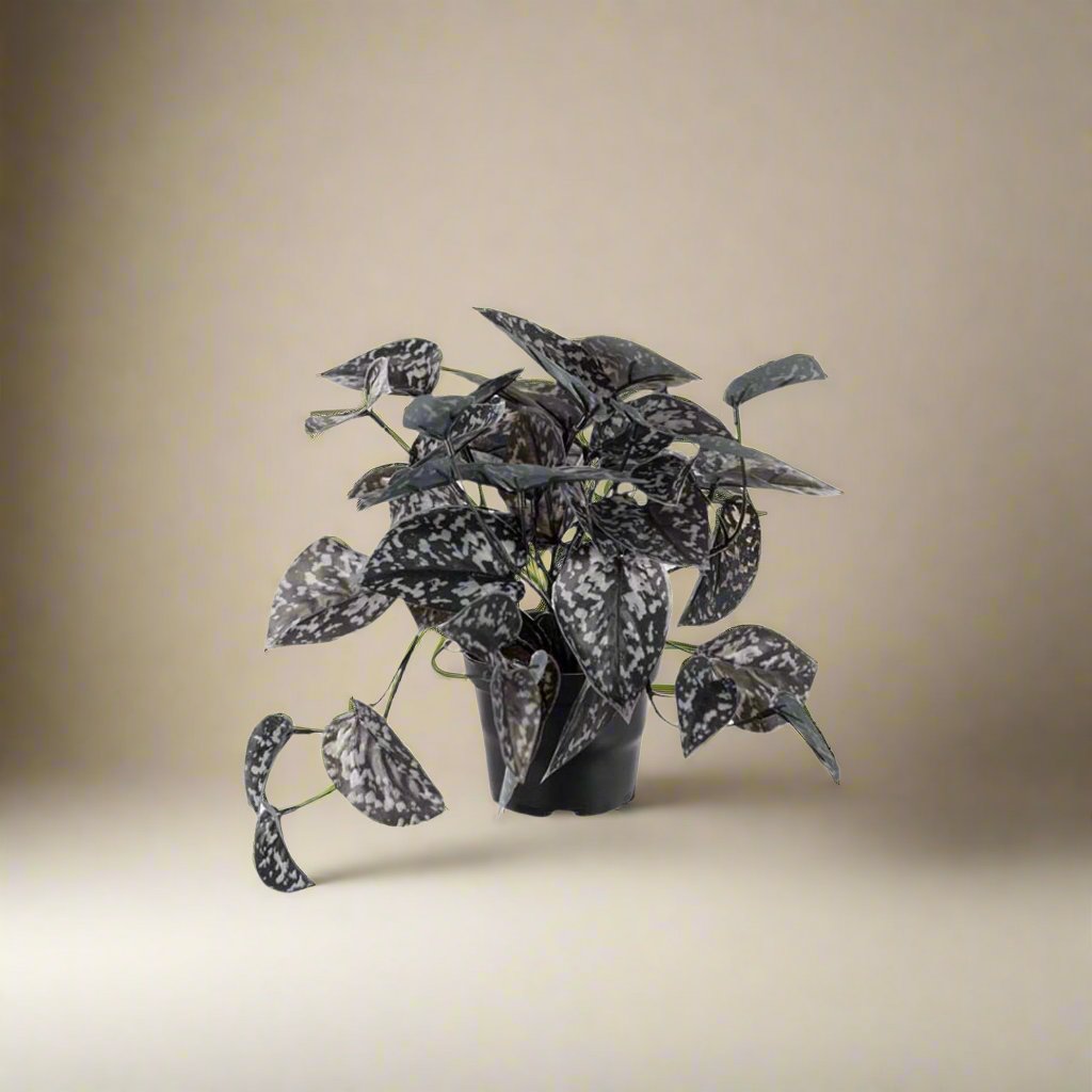 Mr. Plant Silverranka, 25 cm