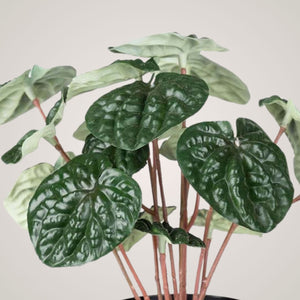 Mr. Plant Peperomia, 20 cm