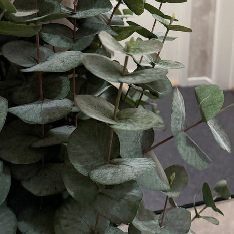 Kunstig grønn plante med eucalyptusblader i sort potte