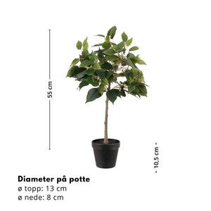 Mr. Plant Fikus Benjamin 36 cm