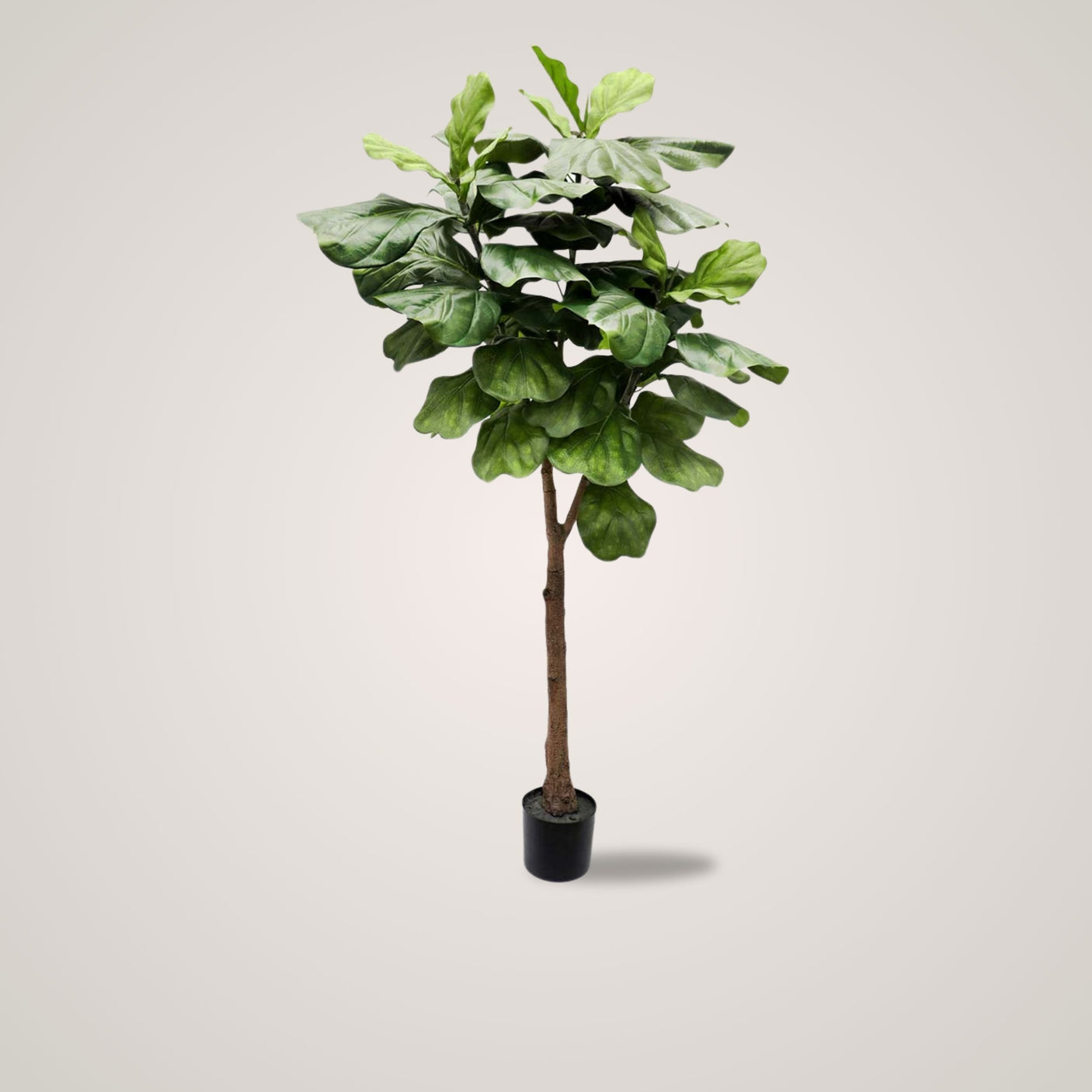 Mr. Plant Fiolfikus 180 cm