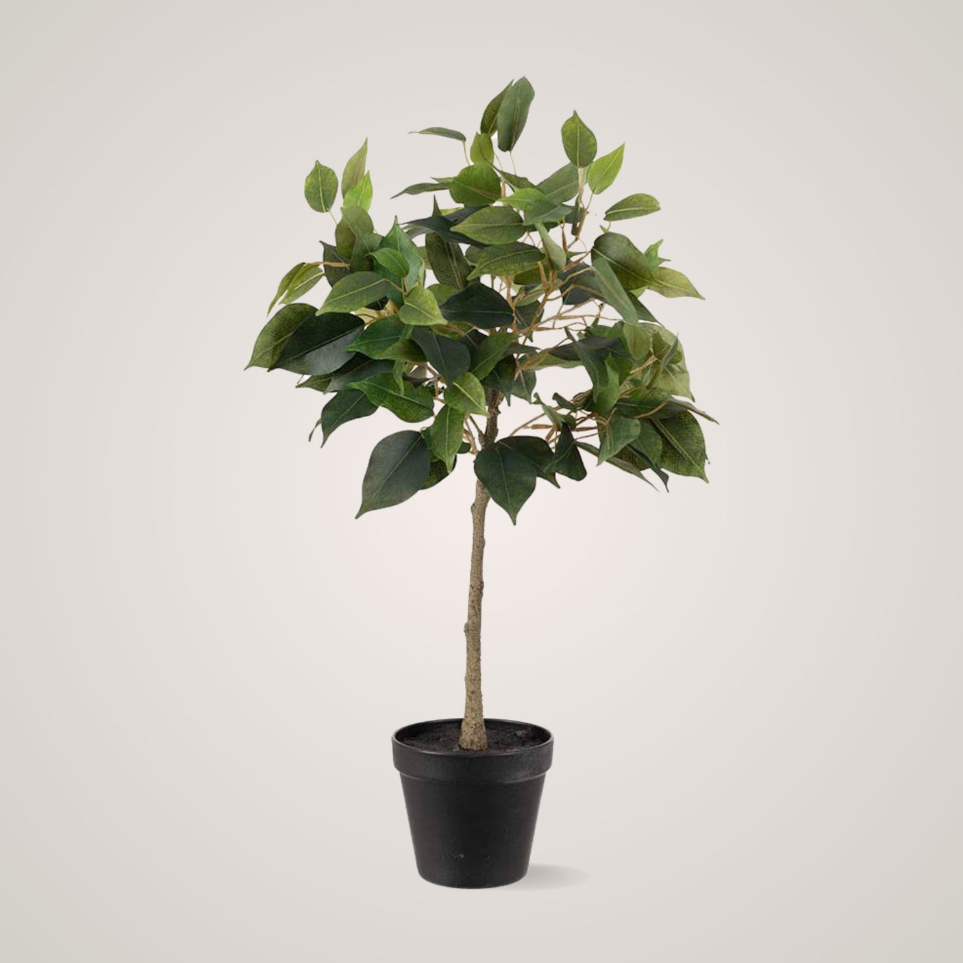 Mr. Plant Fikus Benjamin 36 cm