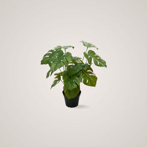 Mr. Plant Monstera tilfører alle rom et dempet og eksotisk uttrykk og passer til arbeidssteder og hjemmet. 