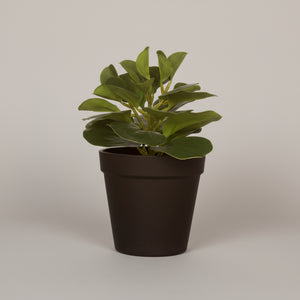 Kunstig grønn sukkulent i sort potte med jord og sand