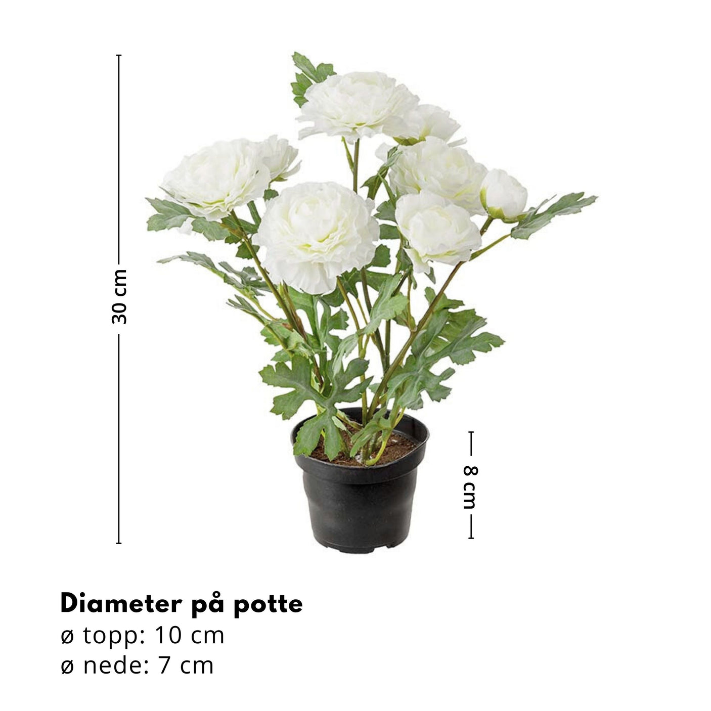 Mr. Plant Ranuncel 30 cm