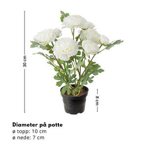 Mr. Plant Ranuncel 30 cm