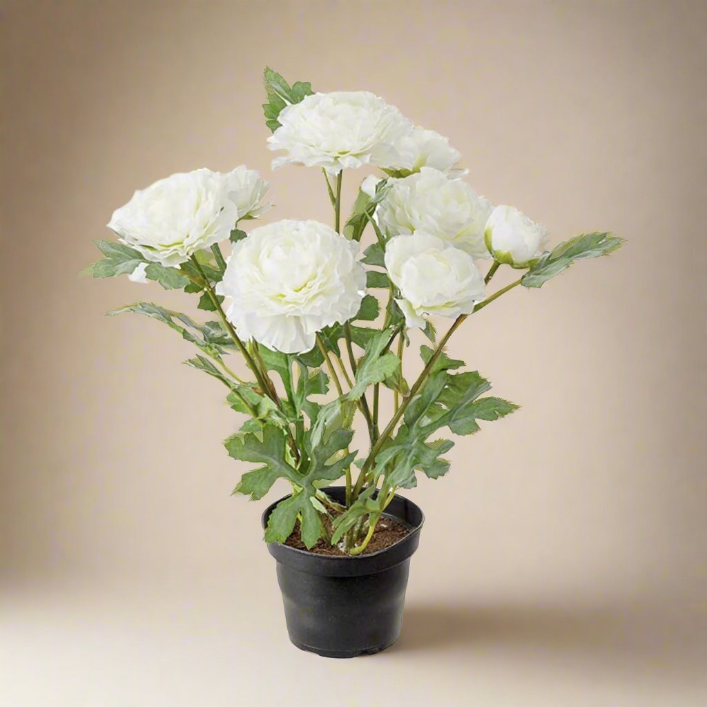Mr. Plant Ranuncel 30 cm
