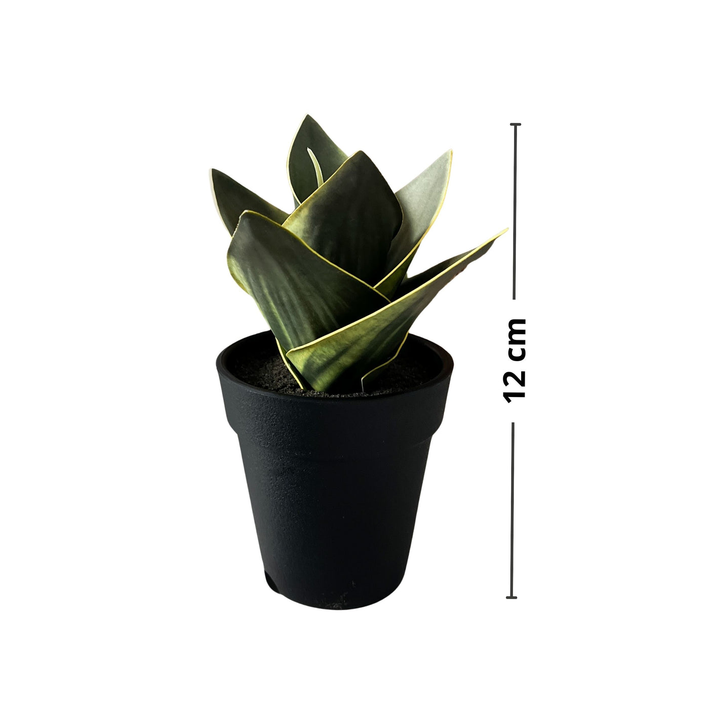 Sukkulent potteplante