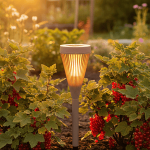 Brown solar light red currant