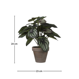 Peperomia kunstig plante grønn grå med potte - Lindas Dekor Kunstige planter