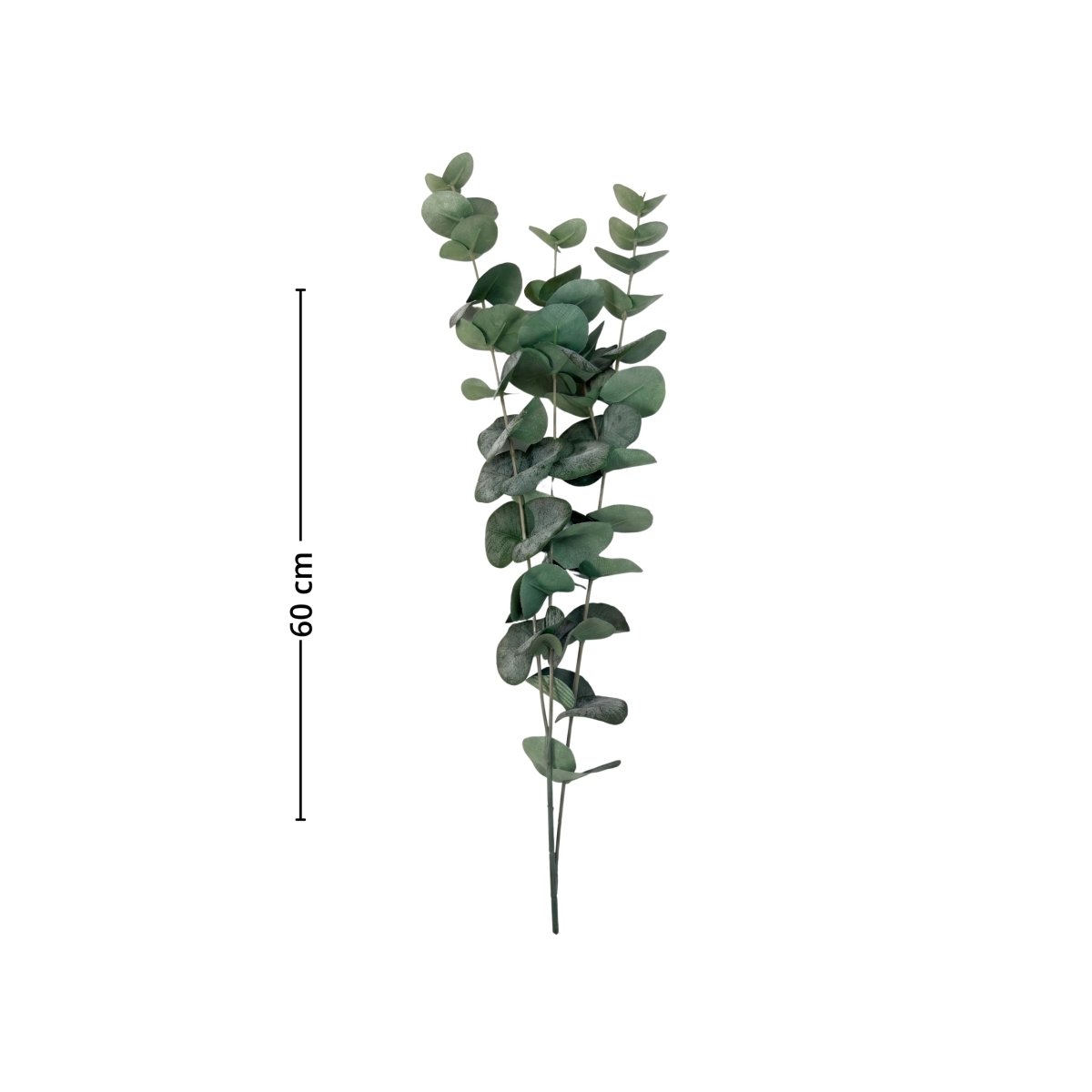 Produktbild på Mr. Plant eukalyptus 60 cm med gröna blad och stjälk