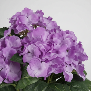 Mr. Plant hortensia lilla 35 cm