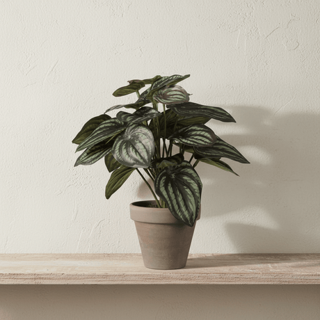 Kunstig Peperomia plante i grå potte på hvit bakgrunn, bredde 23 cm høyde 24 cm