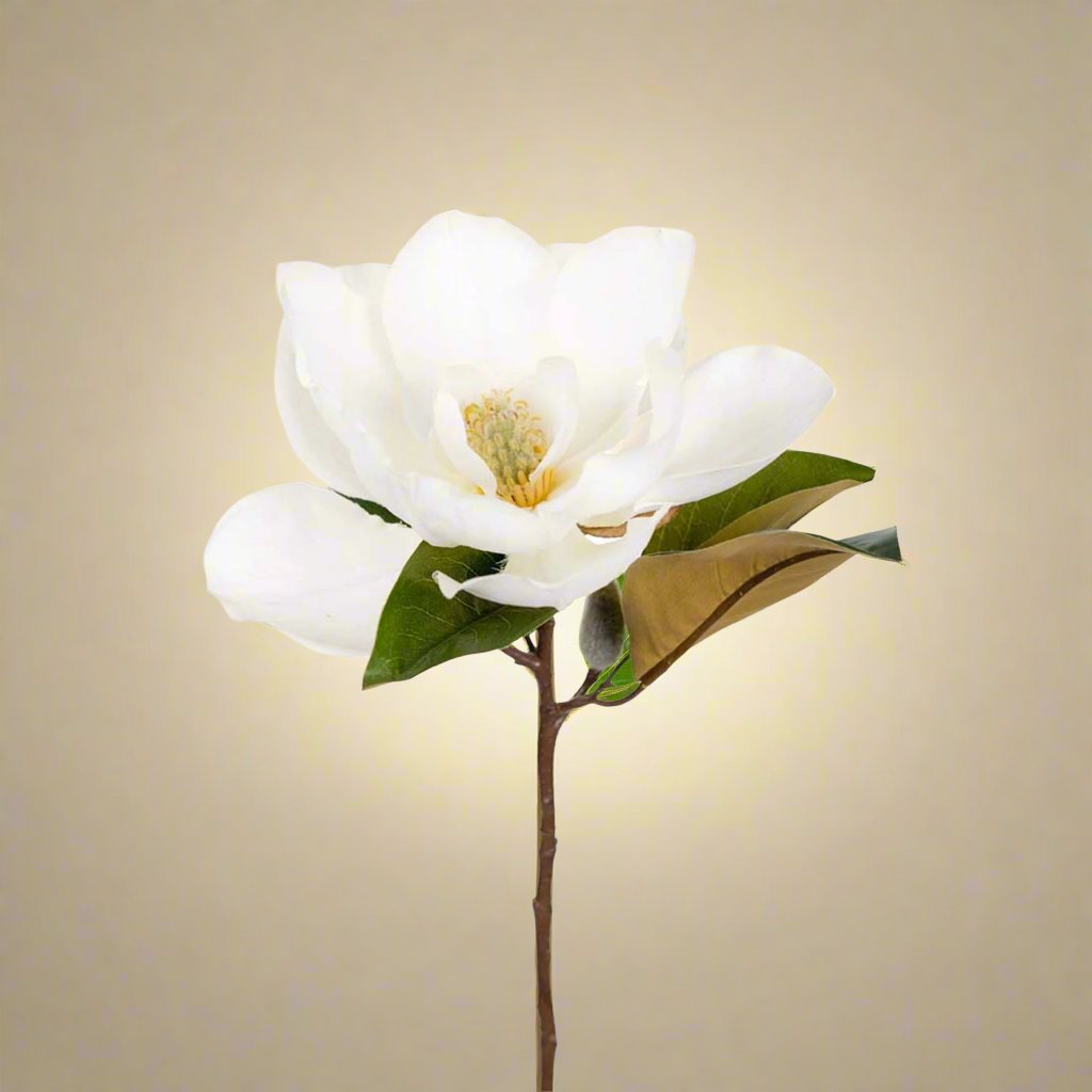 Mr. Plant Magnolia 50 cm