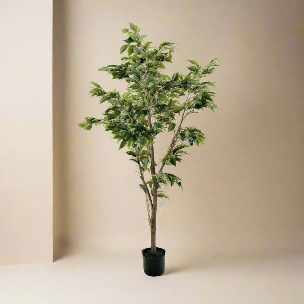 Stor naturtro Fikus Benjamin plante til stue og entré