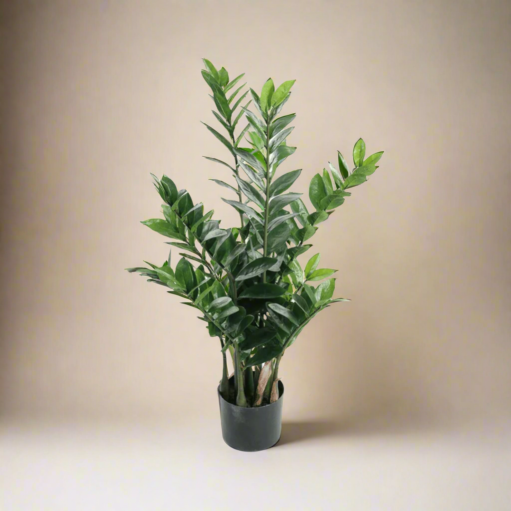 Mr. Plant Zamifolia 90 cm