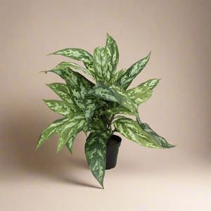 Mr. Plant Aglonema 35 cm