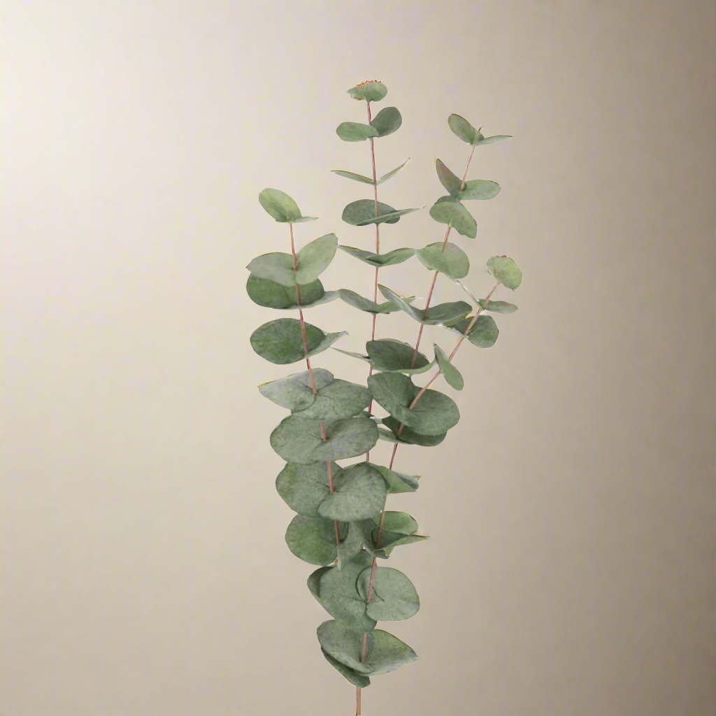 Mr. Plant Eucalyptus 60 cm