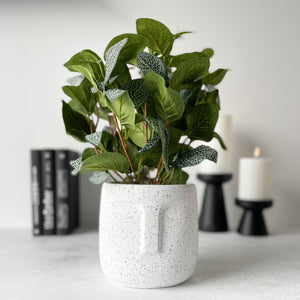 Mr. Plant Fittonia, 34 cm